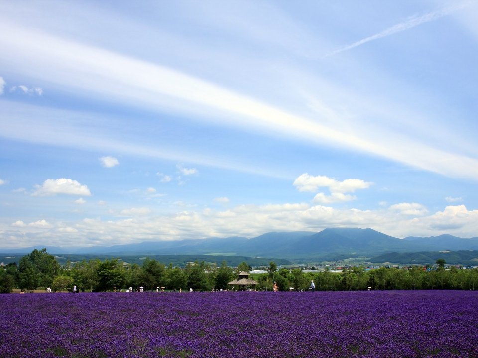 Hokkaido Japan Summer Lavender Field Natural Scenery
