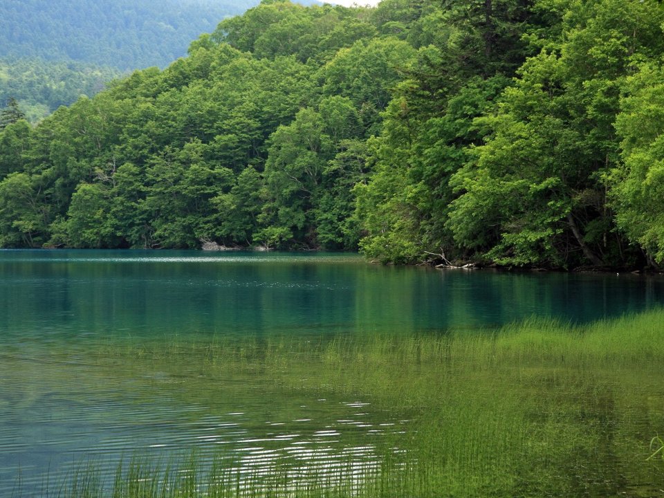 日本北海道夏季原始森林湖泊风光