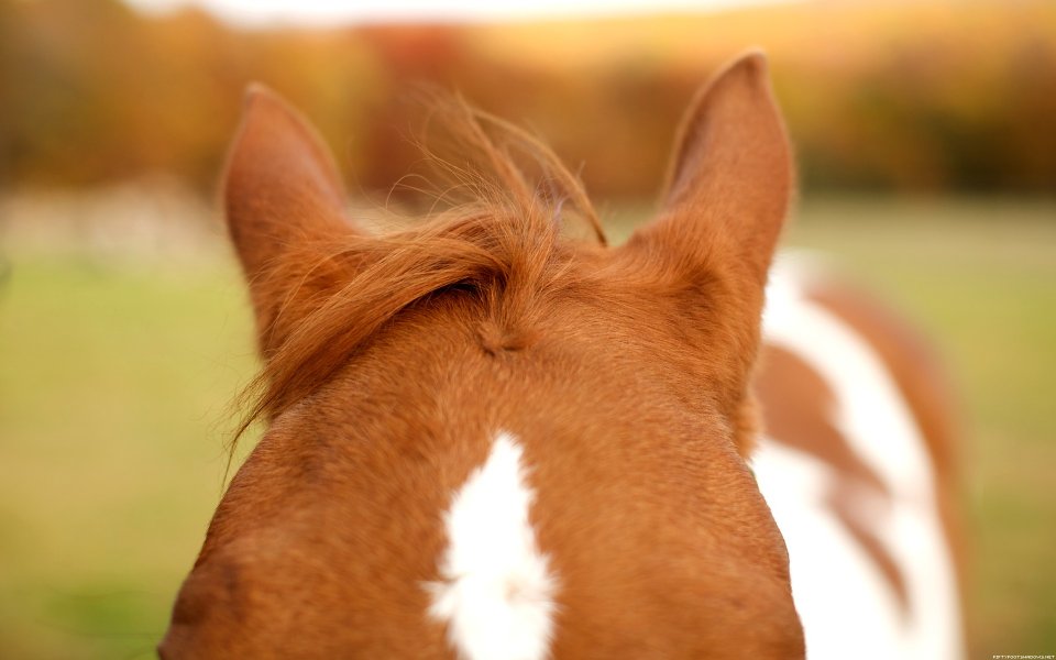 Chestnut Pinto Horse Back Head Autumn Pasture Closeup