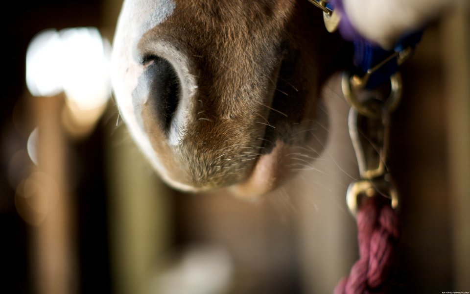 Horse Nose Macro Closeup Inside Stable