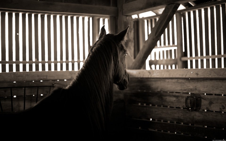 Vintage Black And White Backlit Horse In Wooden Stable