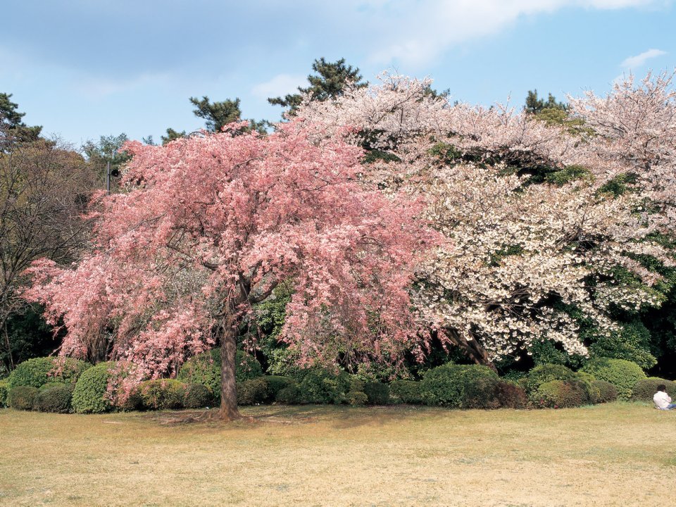 日本春日公园垂枝樱与白樱盛放美景