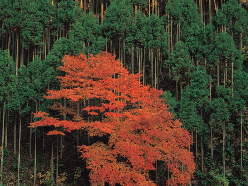 日本秋日山林 翠绿杉林簇拥的艳红红枫