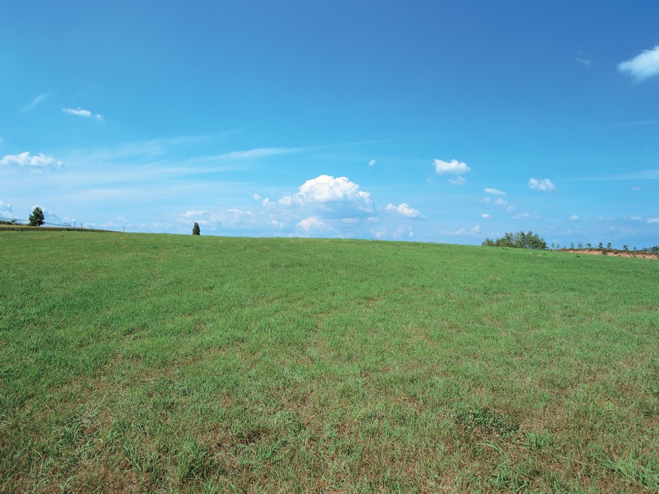夏日晴空下的广阔青草地郊野风光