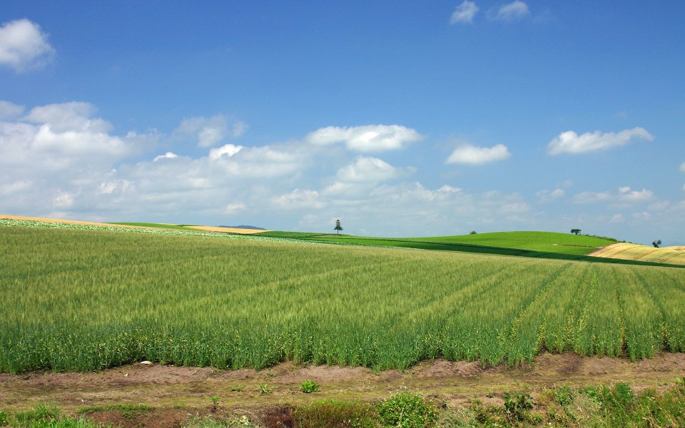 日本北海道夏日青麦田田园风光