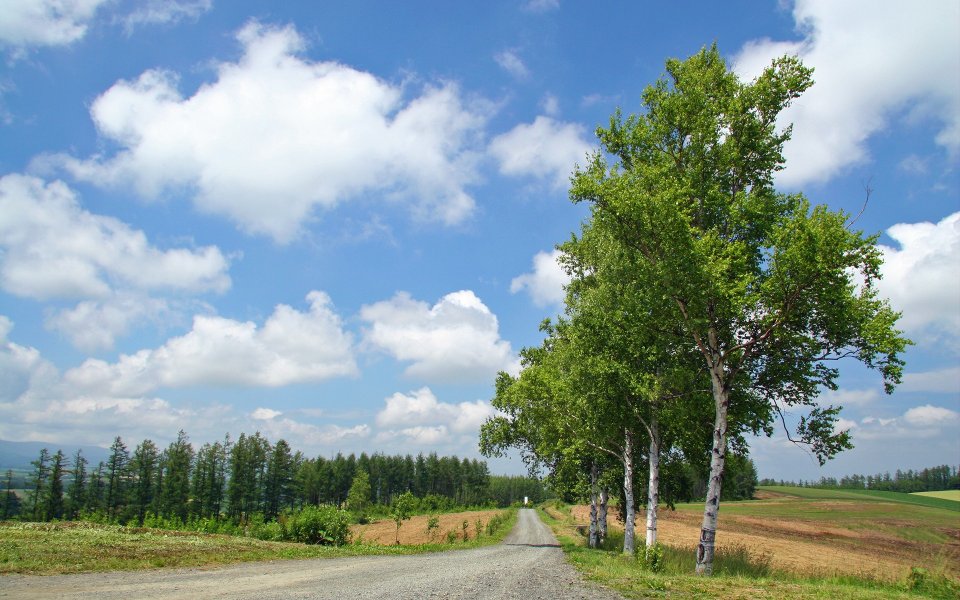 日本北海道夏日郊野乡间白桦树道路田园风光