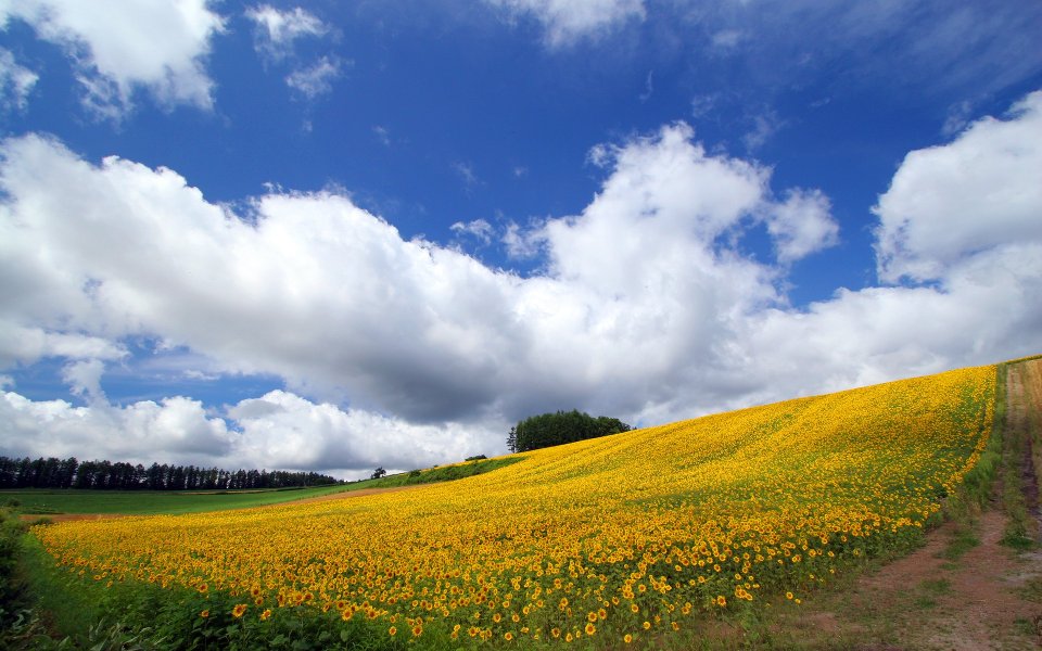 日本北海道夏日向日葵花田郊野风光