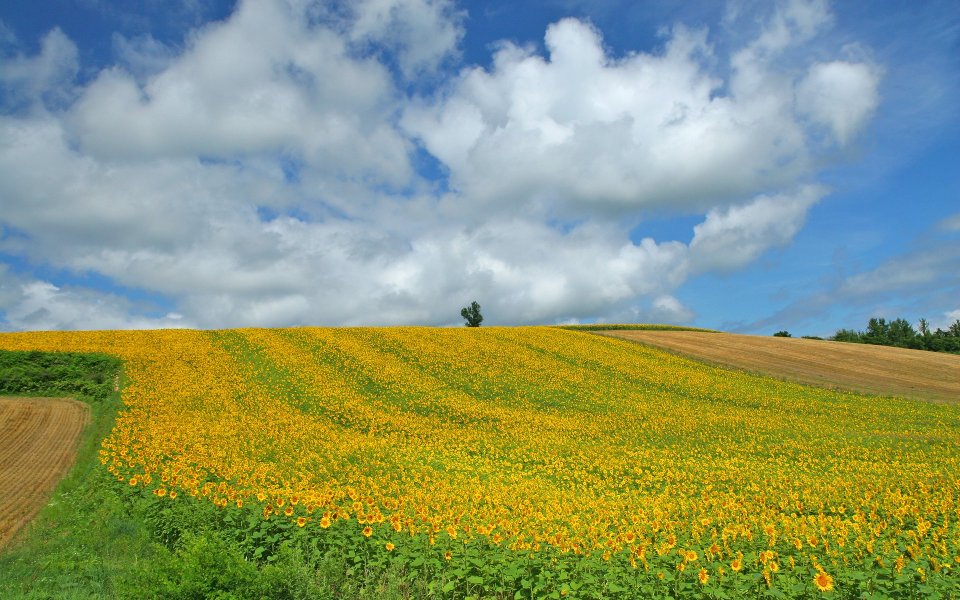 日本北海道夏日向日葵花田丘陵风光