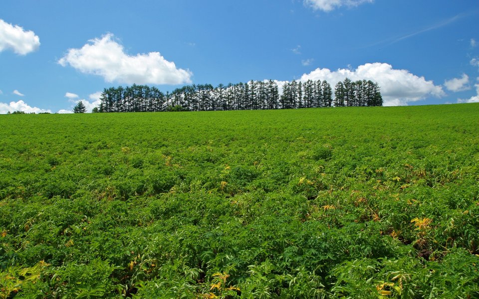 Japan Hokkaido Summer Green Farmland Windbreak Forest Scenery