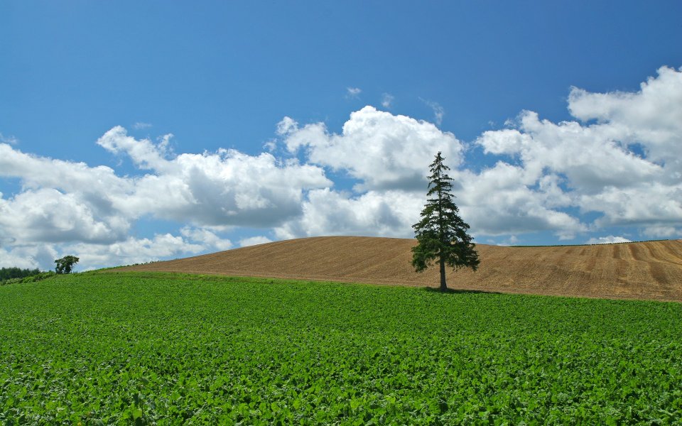 Japan Hokkaido Biei Single Pine Rural Summer Landscape