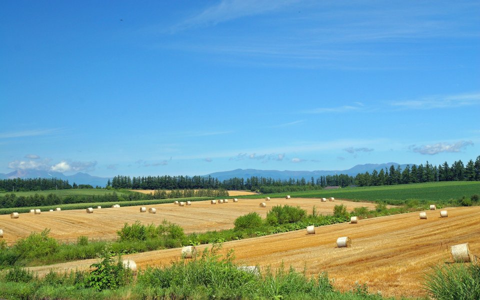 日本北海道夏日田园干草卷风光