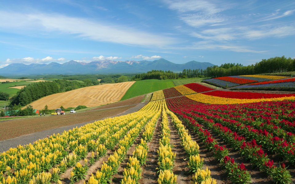 日本北海道富良野彩色花田田园风光