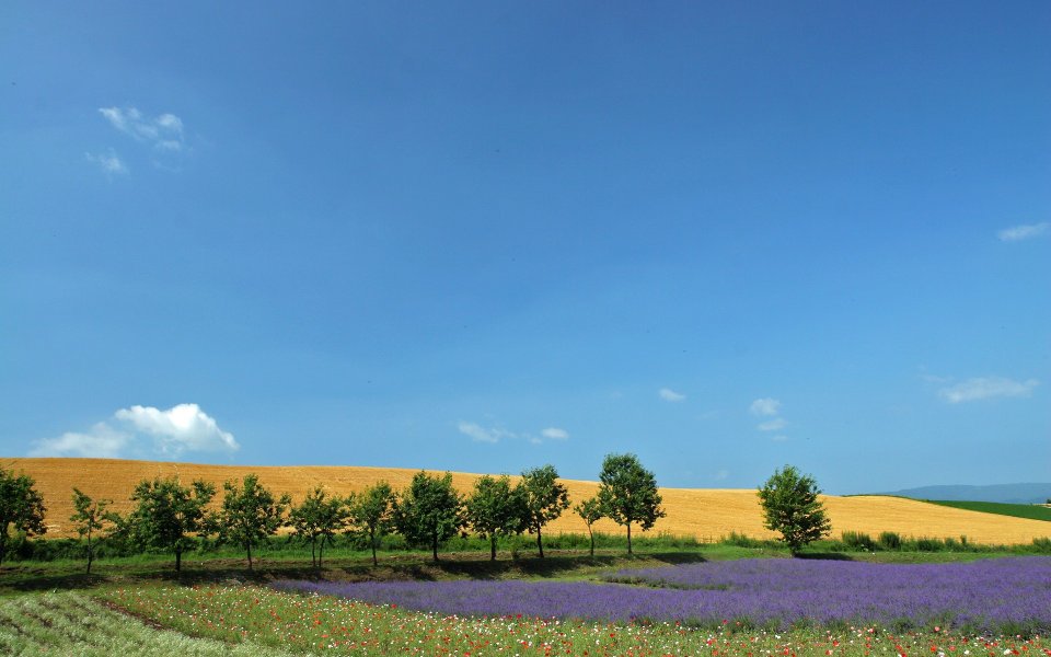 日本北海道夏日田园薰衣草花田风光