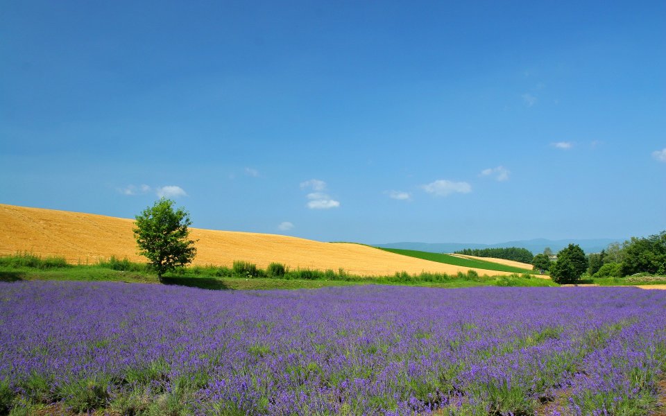 Hokkaido Japan Summer Lavender Field Rural Landscape