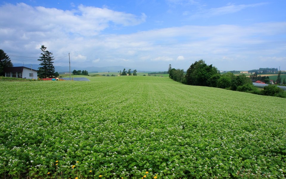 Japan Hokkaido Summer Buckwheat Field Rural Landscape
