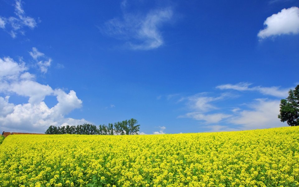 Hokkaido Japan Summer Rape Flower Field Blue Sky Scenery