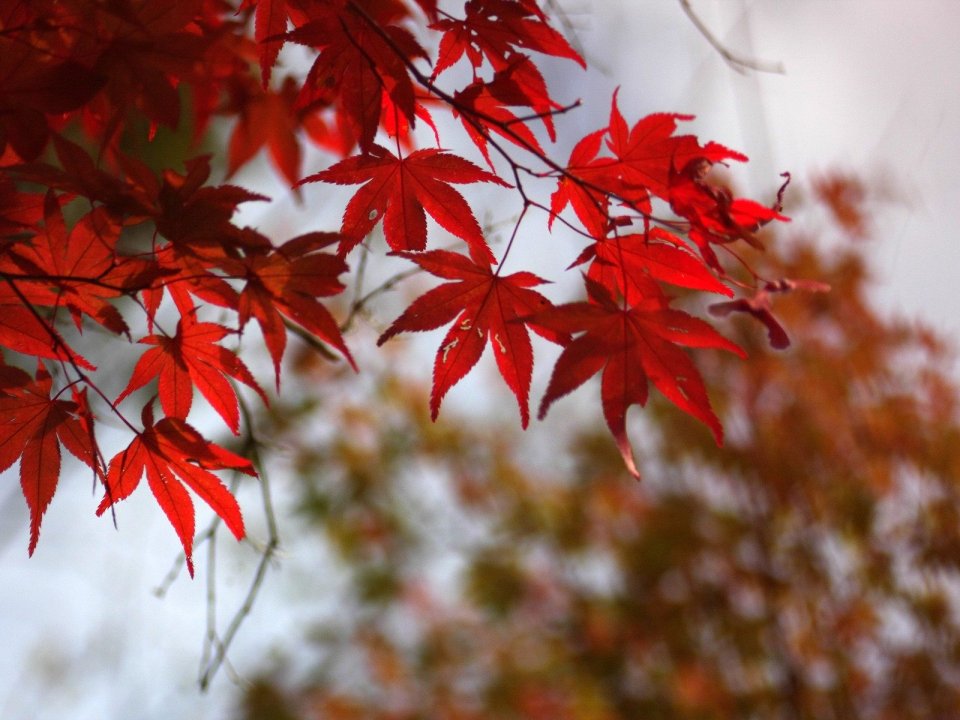 Japan Rokkosan Autumn Red Maple Leaves Closeup
