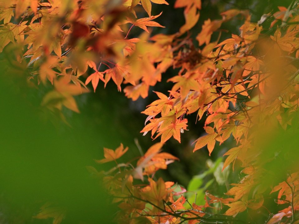 Japan Rokkosan Autumn Maple Leaves Closeup