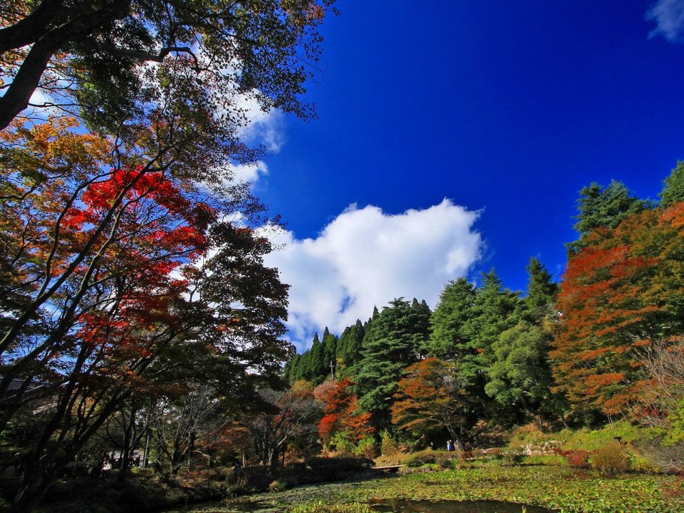 Japan Mount Rokkosan Autumn Maple Forest Scenery