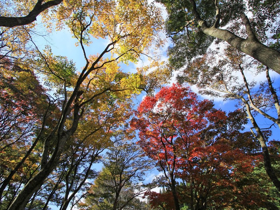 日本六甲山秋日彩叶林仰拍风光