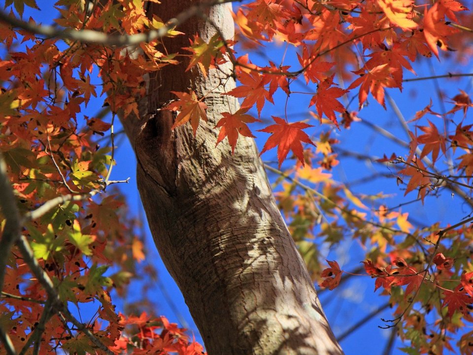 Japan Rokkosan Autumn Red Maple Low Angle Scenery