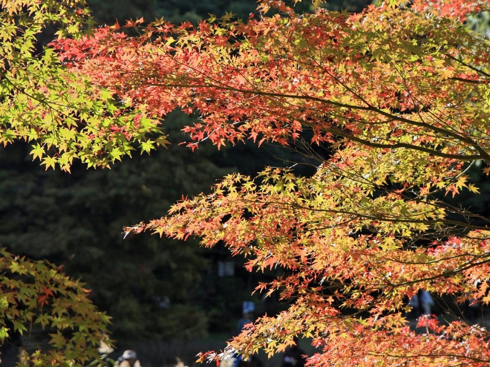 日本六甲山秋日枫叶红叶风光