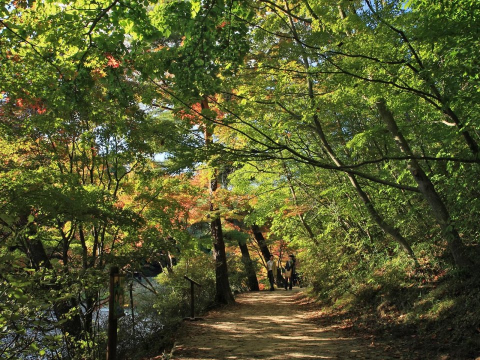 Japan Mount Rokko Autumn Forest Hiking Trail Scenery