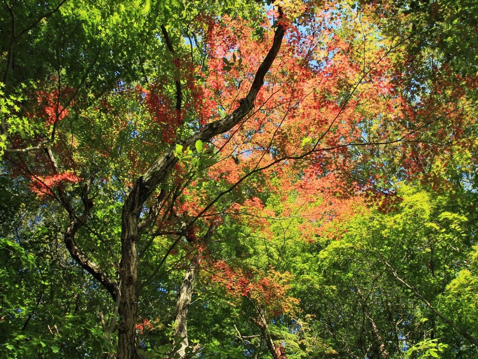 Japan Rokkosan Autumn Maple Leaves Low Angle Scenery