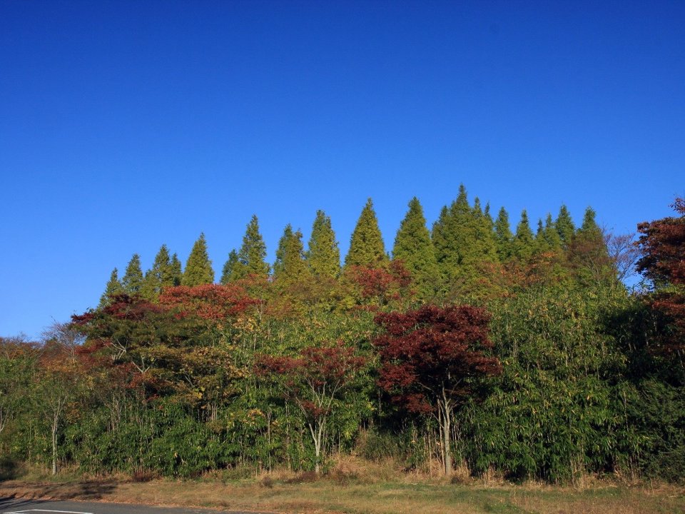日本六甲山秋日山林风光