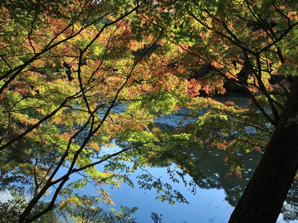 日本六甲山秋日枫叶湖景