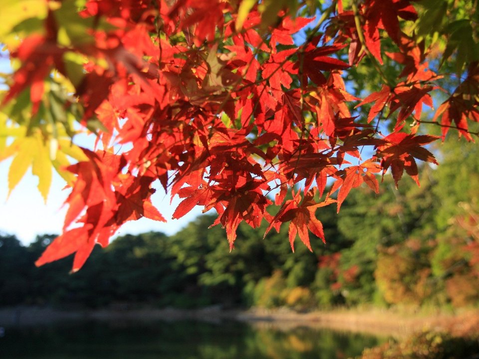 Japan Rokkosan Autumn Red Maple Lake Scenery