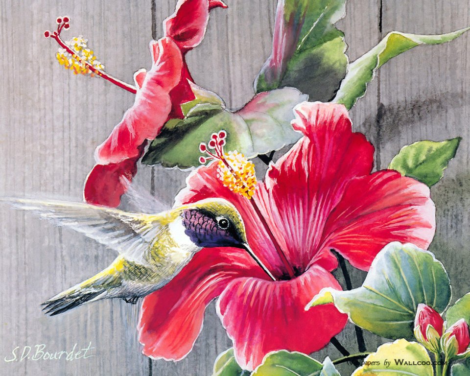 Susan Bourdet 蜂鸟与朱槿水彩花鸟插画壁纸
