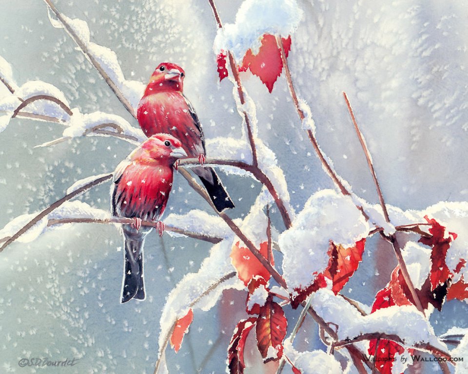 Susan Bourdet 冬日雪枝红鸣禽水彩画