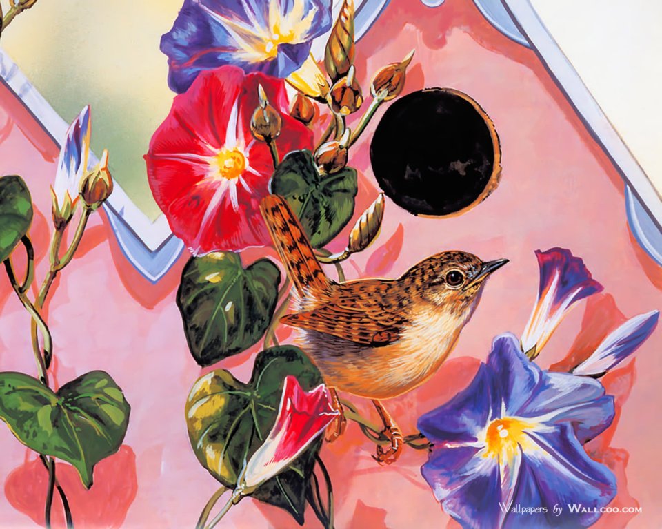 Wren And Morning Glory Hand Painted Illustration