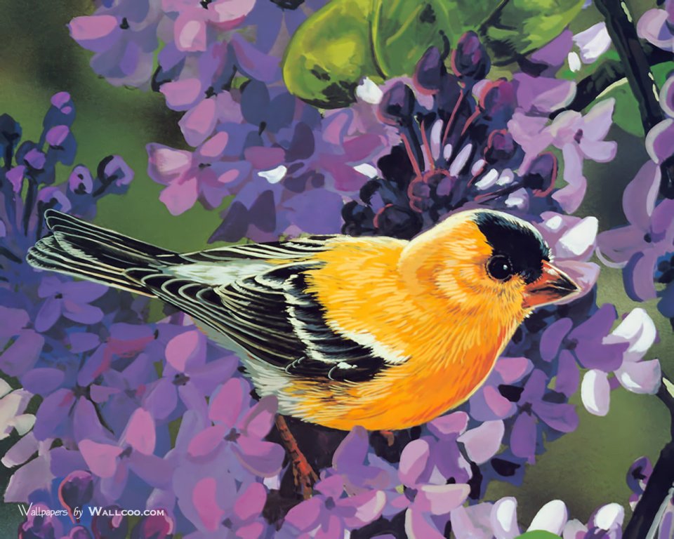 American Goldfinch And Lilac Flower Painted Illustration