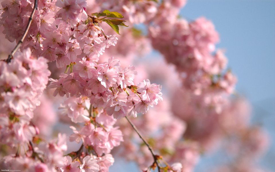 Pink Cherry Blossom Closeup Under Clear Spring Sky