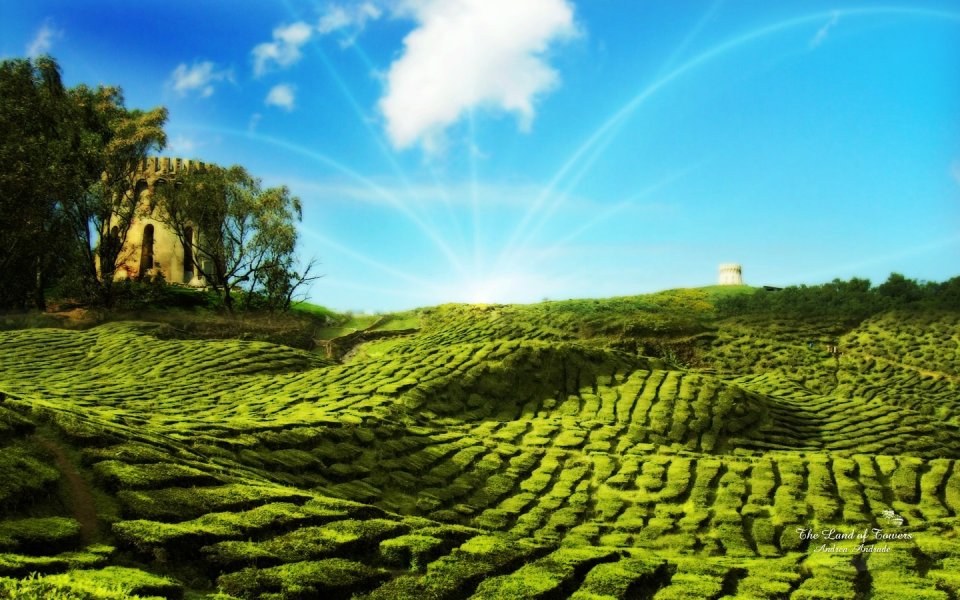 塔楼之境 晴日阳光下的梯田茶园古老石塔风光