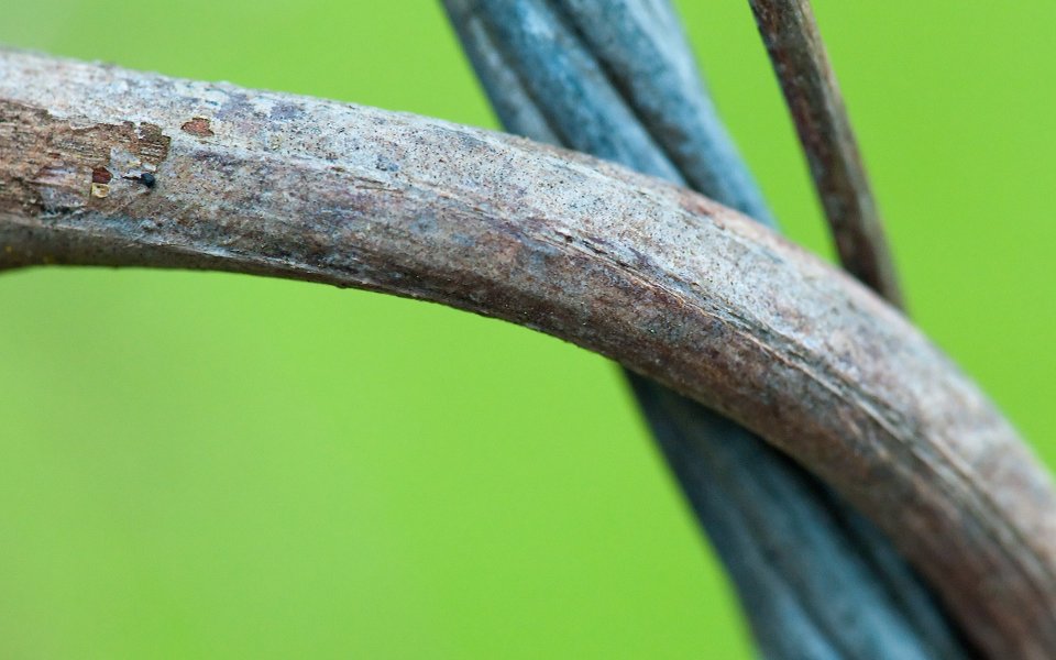 MSwanson 自然微距枯枝特写作品 Branch 04