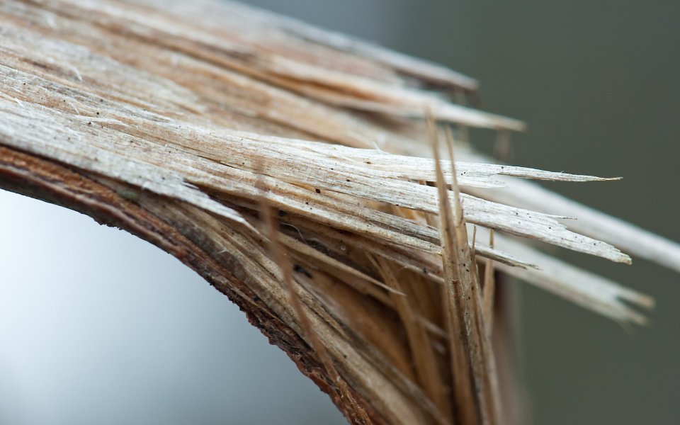 Mswanson Branch 05 Dry Plant Fiber Macro Closeup