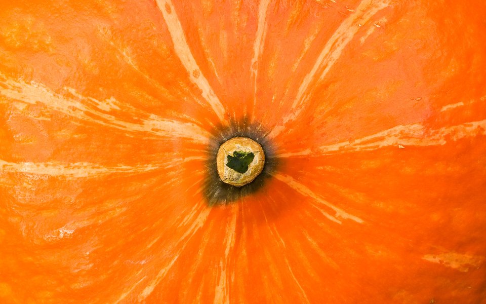 MSwanson 南瓜微距特写作品 Gourd 02