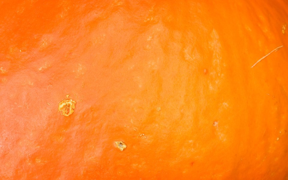 MSwanson Pumpkin Skin Texture Macro Closeup