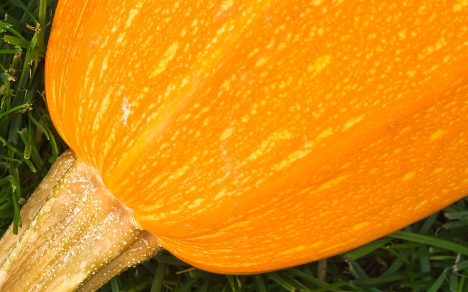 MSwanson Orange Gourd Close Up Photography