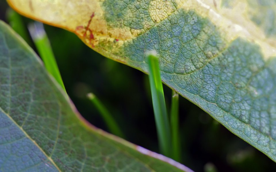 Mswanson Macro Closeup Grass And Gradient Leaf