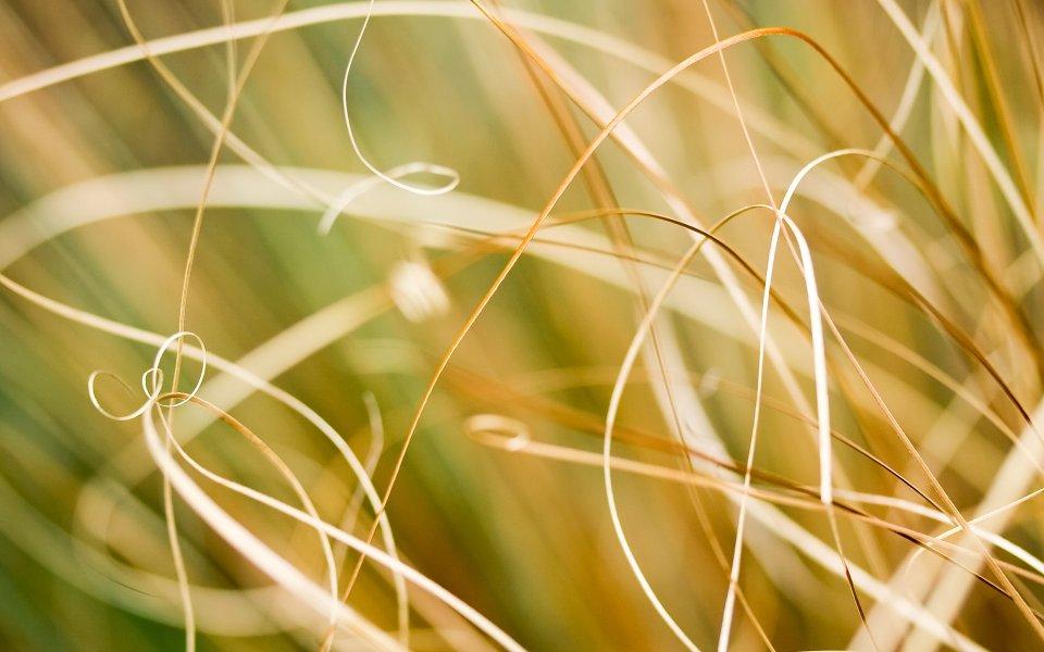 Autumn Plant Macro Photography Wallpapers Collection