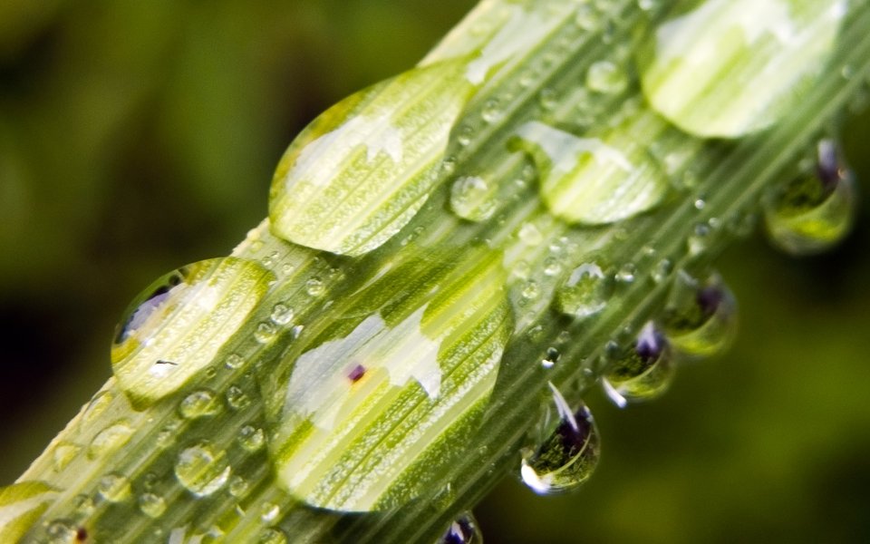 MSwanson Macro Green Leaf Dewdrop Photography
