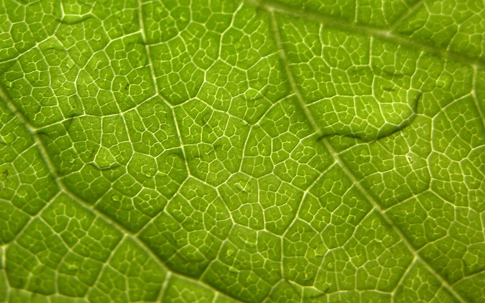 MSwanson Green Leaf Vein Macro Closeup