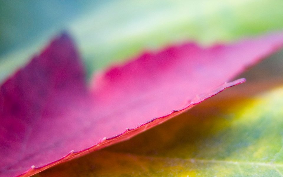 MSwanson Macro Closeup Of Purple Red Autumn Leaf