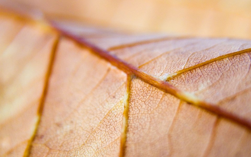 MSwanson Dry Leaf Vein Macro Closeup