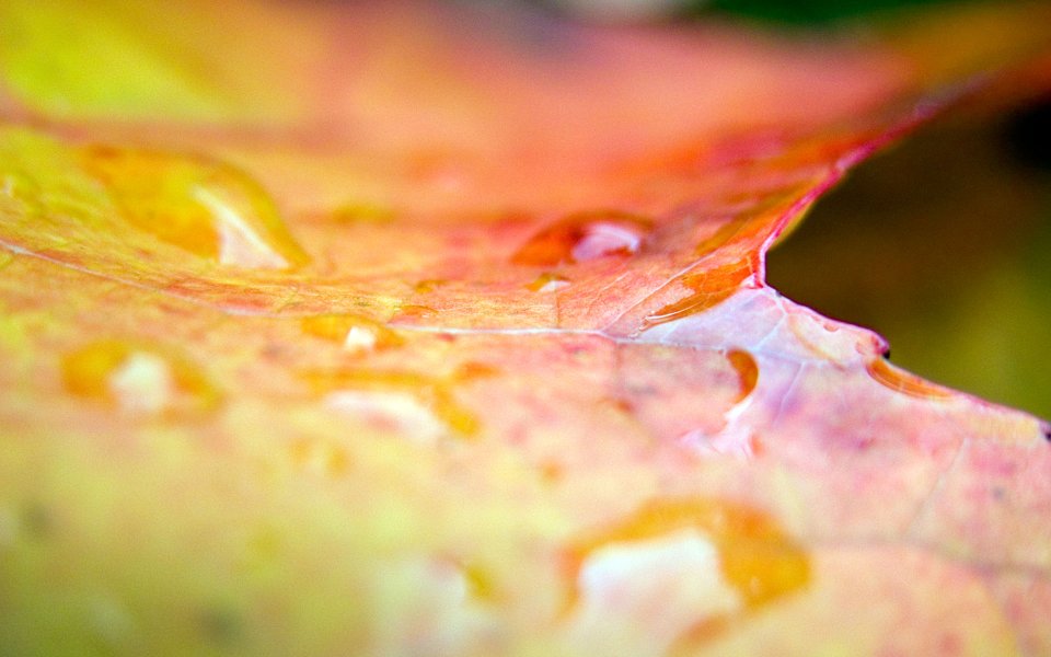 MSwanson Autumn Leaf Macro Closeup With Water Drops