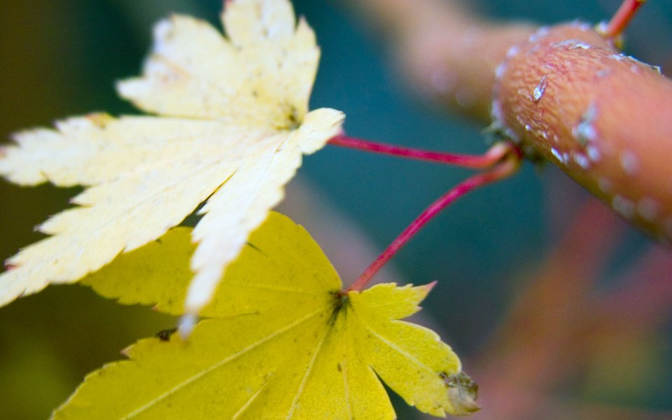 MSwanson Leaf 24 Yellow Autumn Maple Leaf Macro Closeup